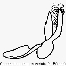 coccinella_quinquepunctata.gif