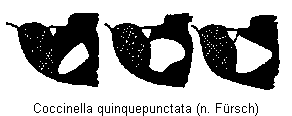 coccinella_quinquepunctata_k.gif