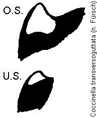 coccinella_transversoguttata_hsch.gif