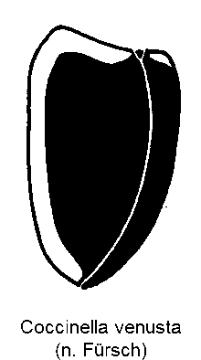 coccinella_venustula_fld.gif