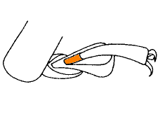 coccinellidae_tr.gif