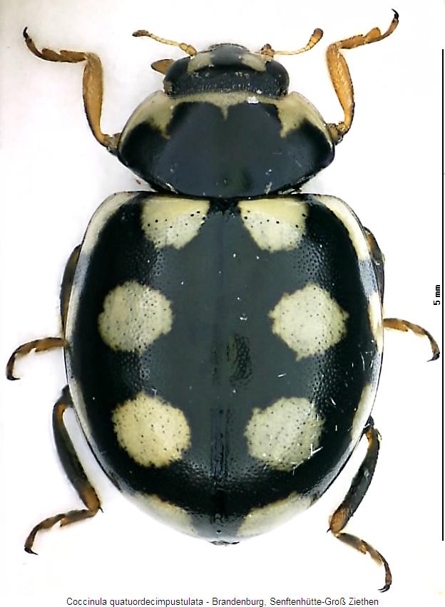 coccinula_quatuordecimpustulata_hab.jpg