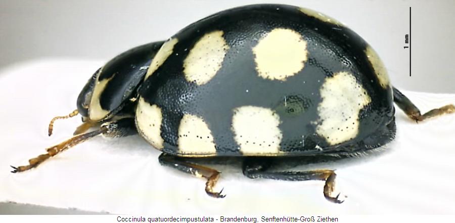 coccinula_quatuordecimpustulata_sa.jpg
