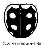 coccinula_sinuatomarginata_fld.gif