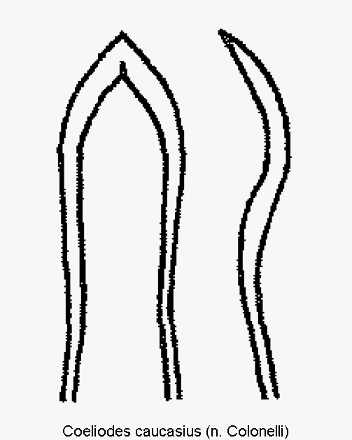 coeliodes_caucasius.gif