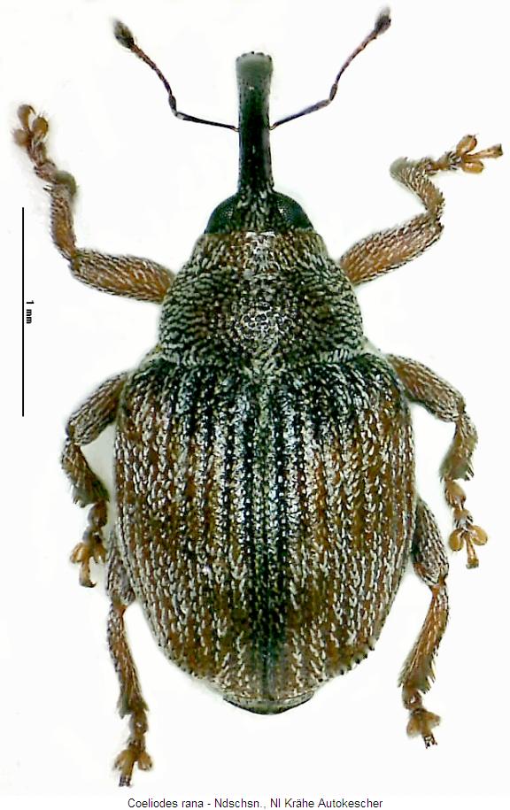 coeliodes_rana_hab.jpg