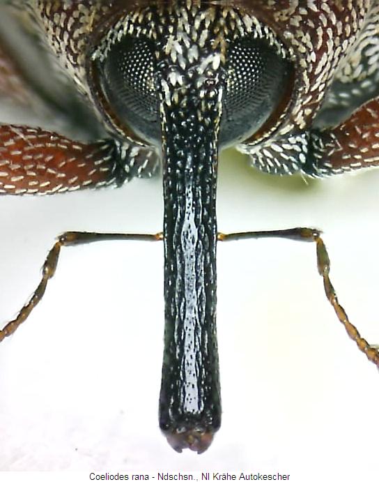 coeliodes_rana_k.jpg