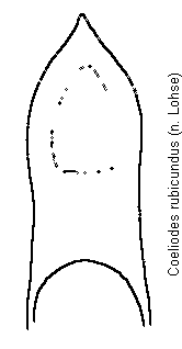 coeliodes_rubicundus.gif