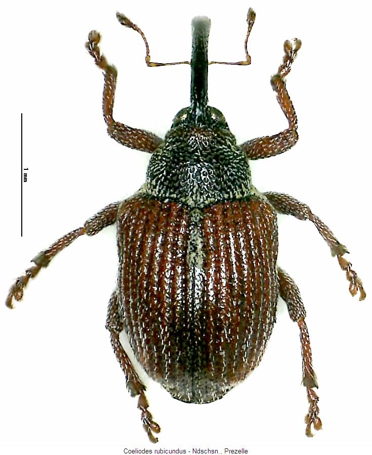 coeliodes_rubicundus_hab.jpg