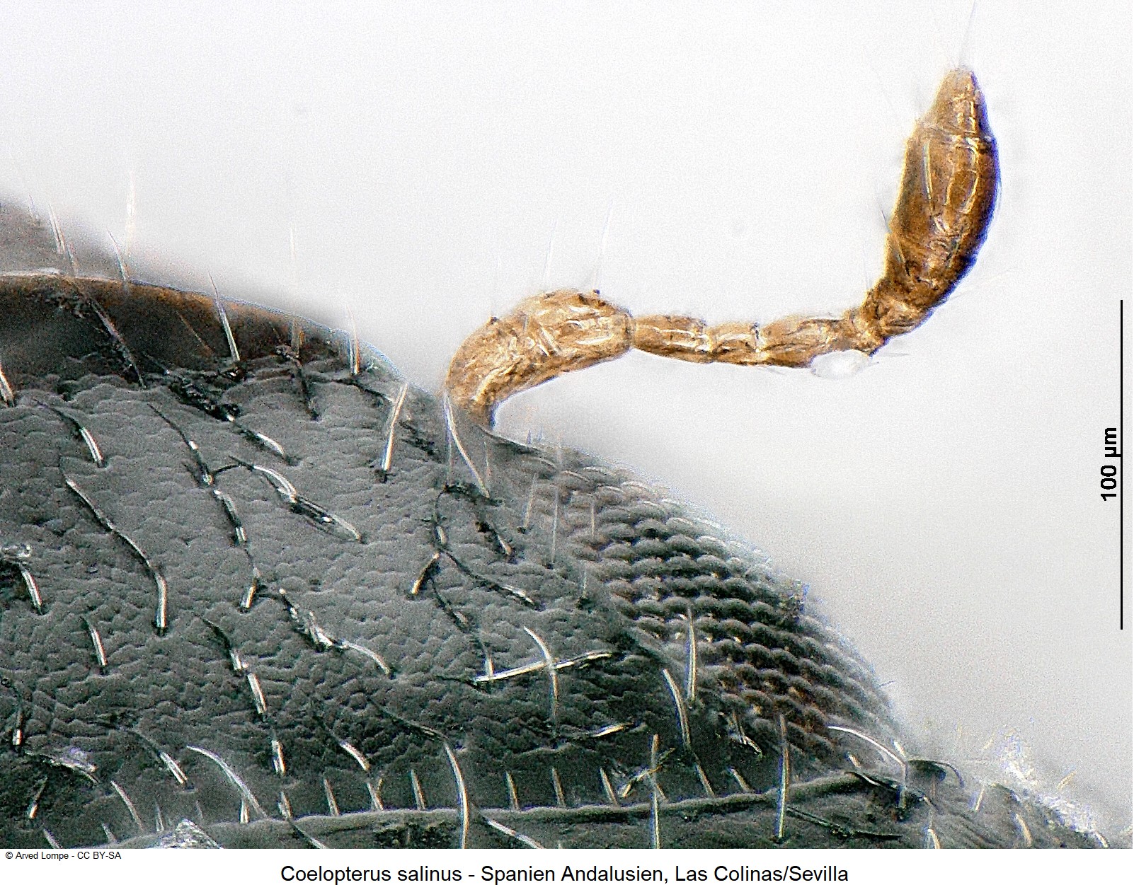 coelopterus_salinus_ck34414897_f.jpg