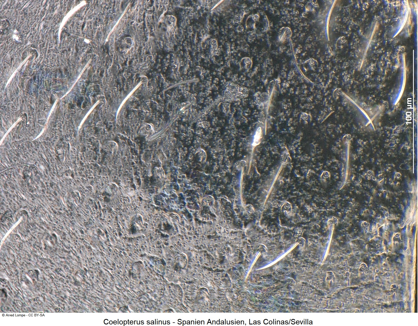 coelopterus_salinus_ck34414897_ms_fld.jpg