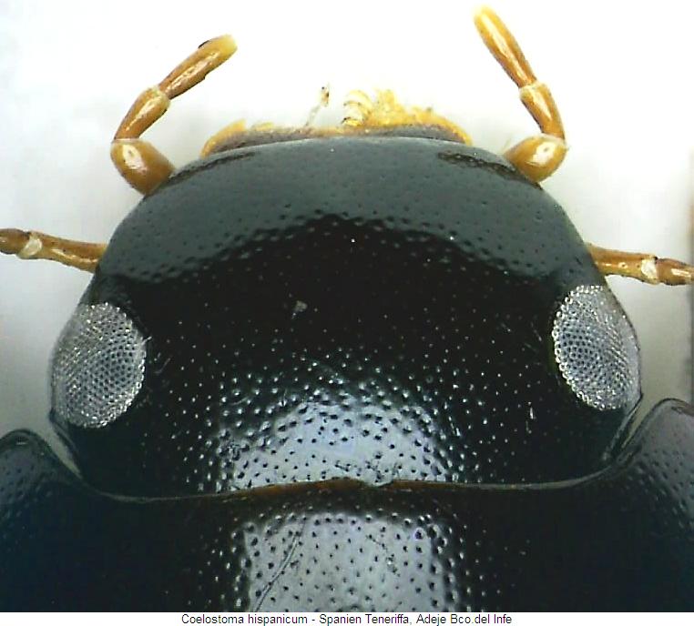 coelostoma_hispanicum_vk.jpg