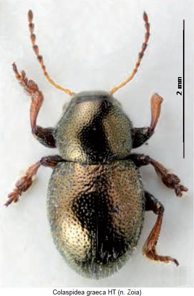 colaspidea_graeca_hab.jpg