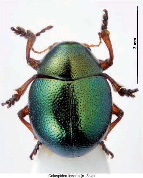 colaspidea_incerta_hab.jpg