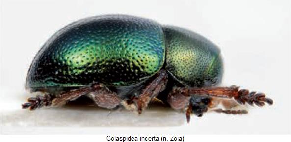 colaspidea_incerta_sa.jpg