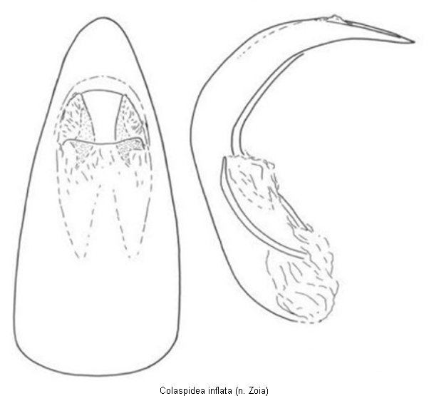 colaspidea_inflata.gif