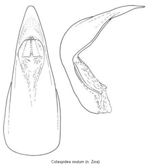 colaspidea_ovulum.gif