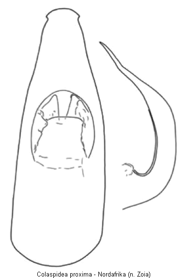 colaspidea_proxima1.gif
