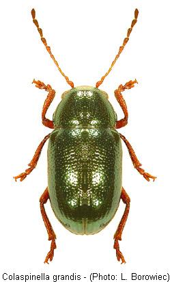 colaspinella_grandis.jpg