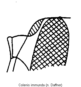 colenis_immunda_mbr.gif