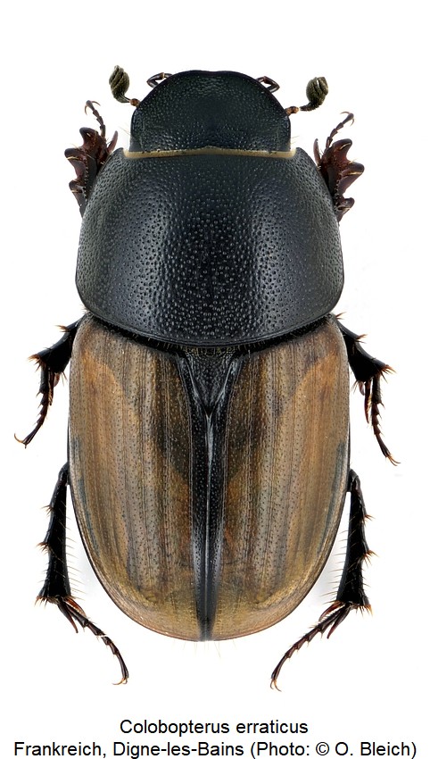 colobopterus_erraticus_hab.jpg
