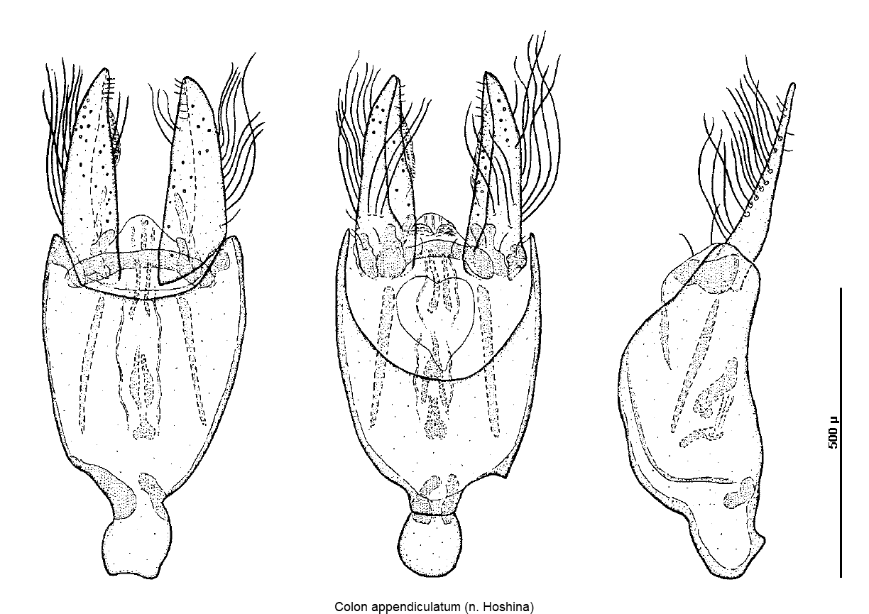 colon_appendiculatum1.gif