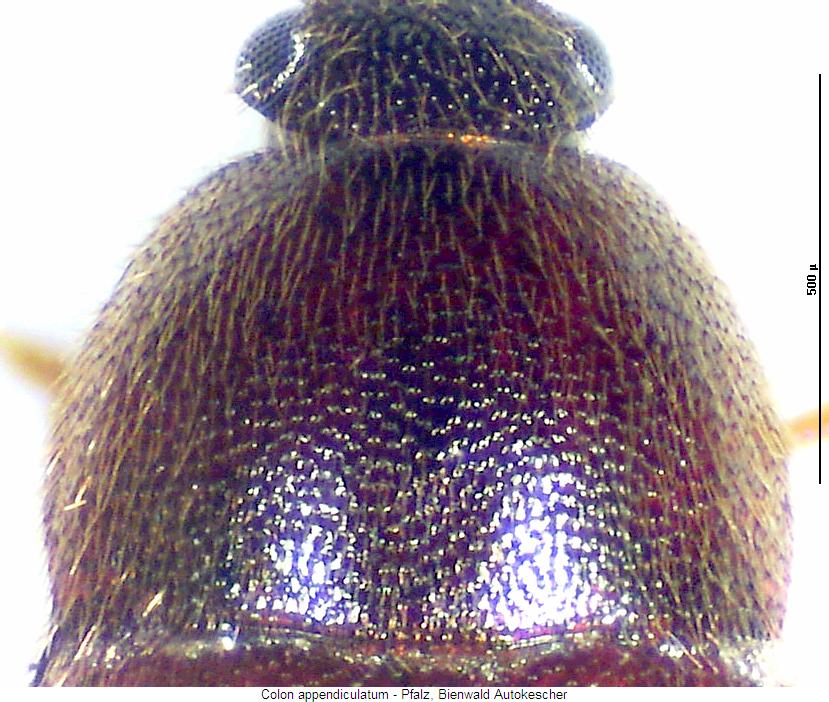 colon_appendiculatum_hsch.jpg