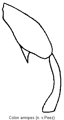 colon_armipes_hb.gif