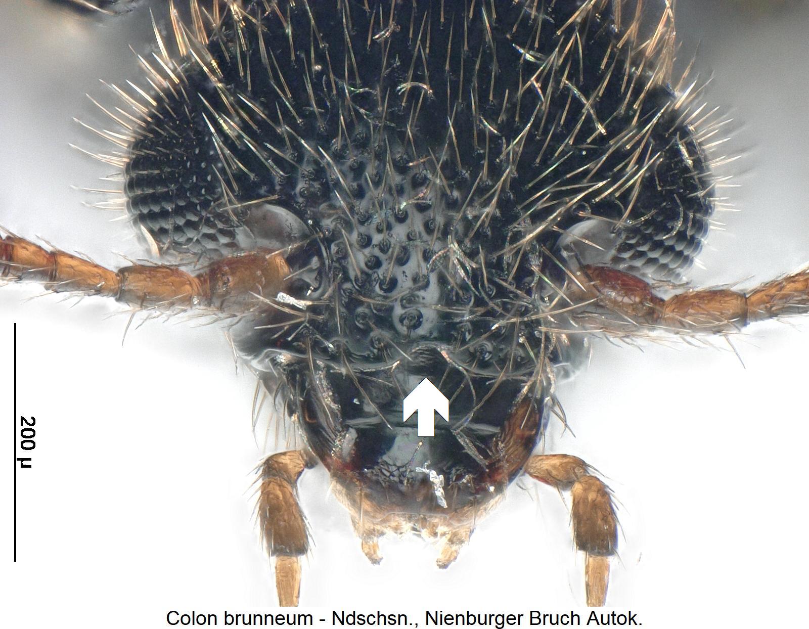 colon_brunneum_k3.jpg