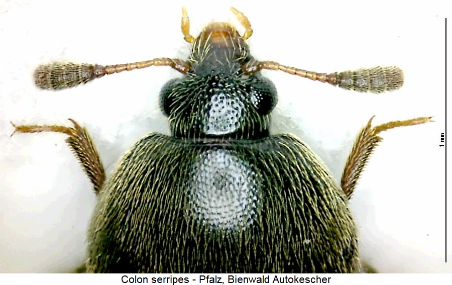 colon_serripes_vk.jpg