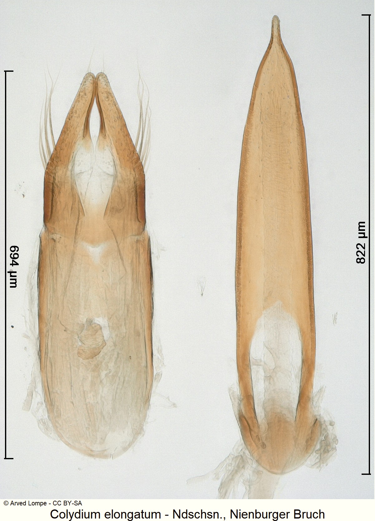 colydium_elongatum_ck17087003.jpg