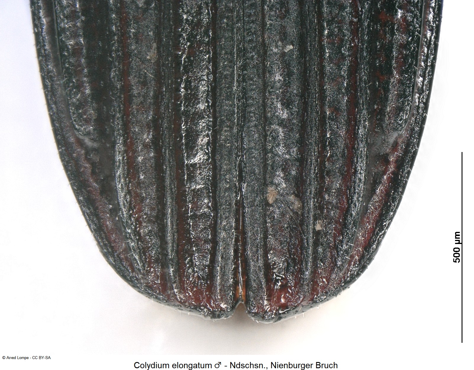colydium_elongatum_m_ck17087003_dec.jpg