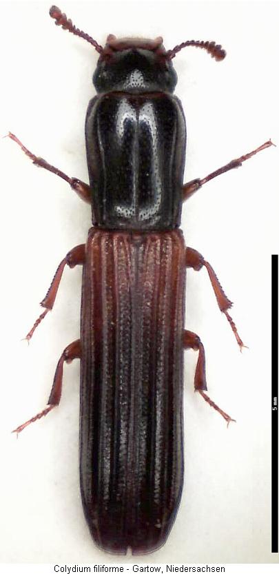 colydium_filiforme_hab.jpg