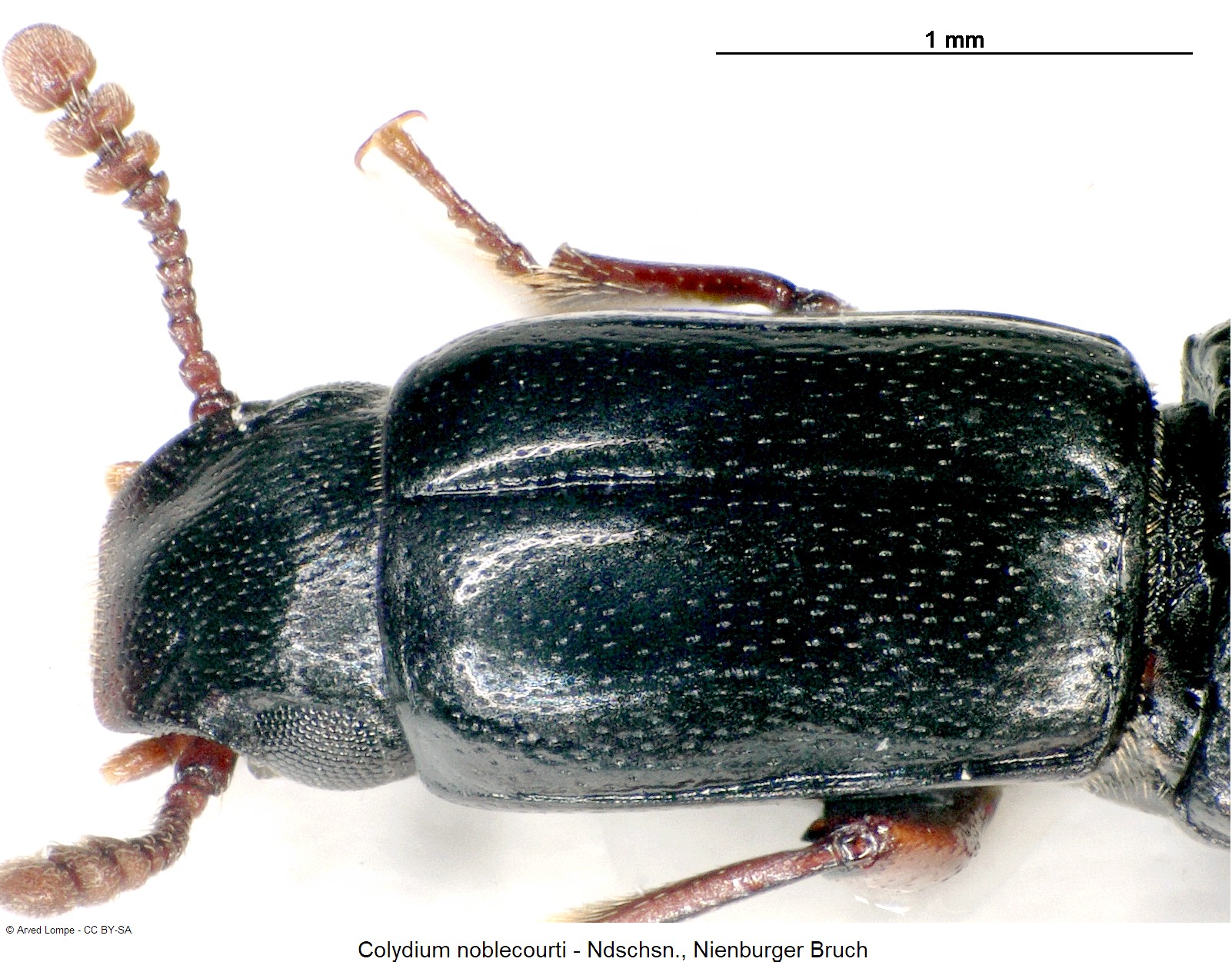 colydium_noblecourti_ck34220261_sa_vk.jpg
