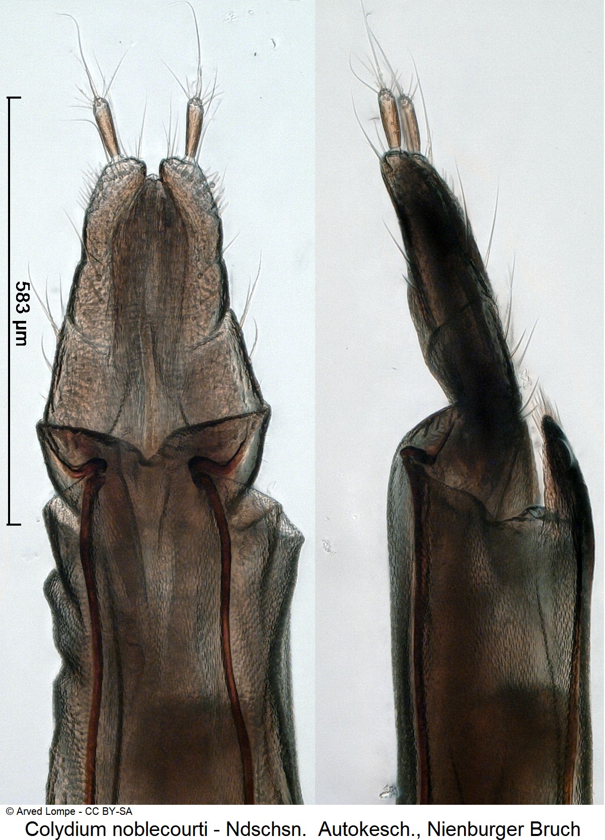 colydium_noblecourti_ck36657786_ovi.jpg