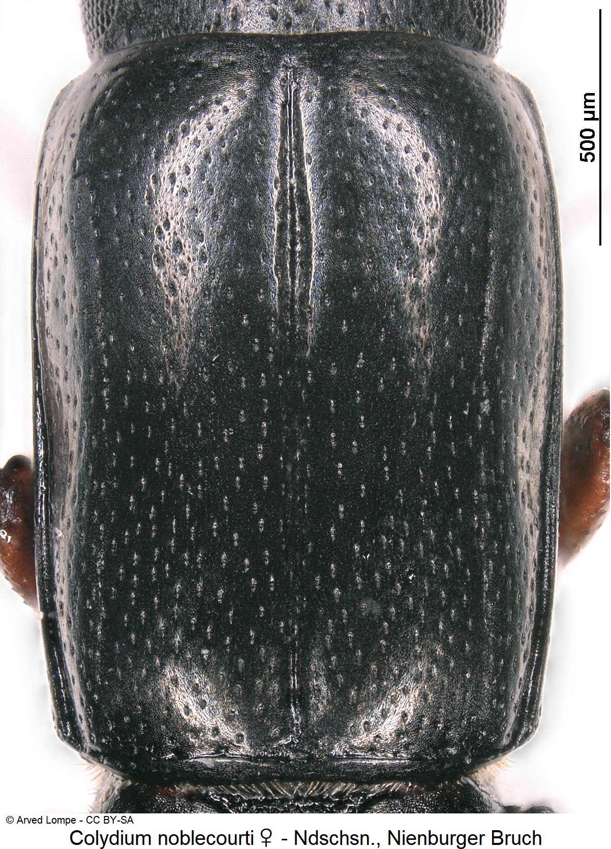 colydium_noblecourti_w_ck34220261_hsch.jpg