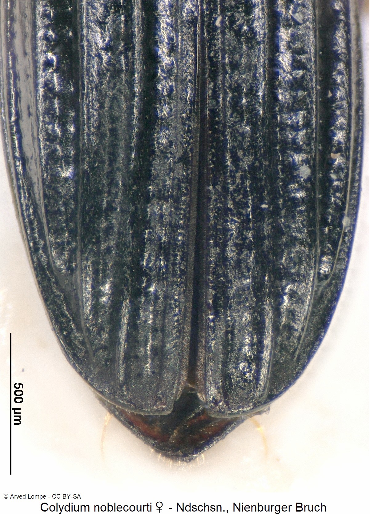 colydium_noblecourti_w_ck34220261_ster.jpg