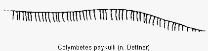 colymbetes_paykulli_2sternit.gif
