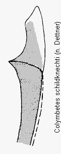 colymbetes_schildknechti_us.gif