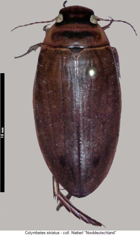 colymbetes_striatus_hab.jpg