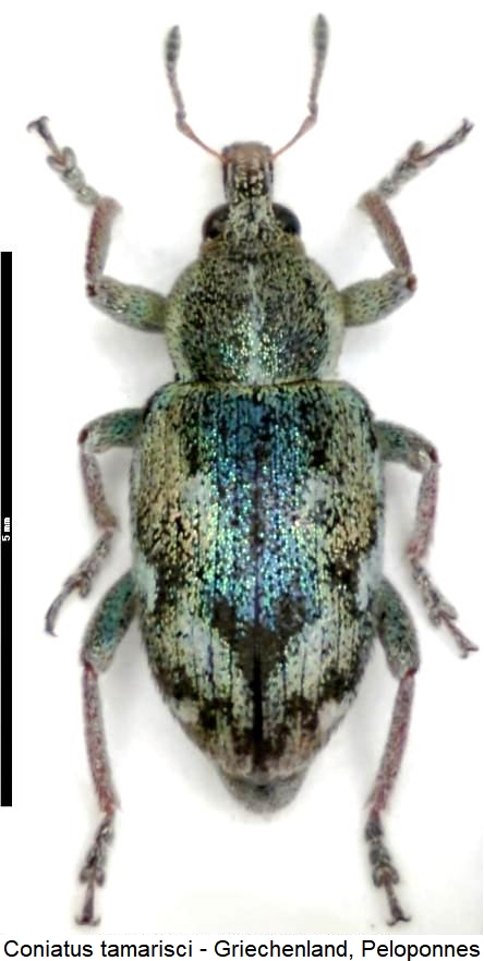 coniatus_tamarisci_hab.jpg