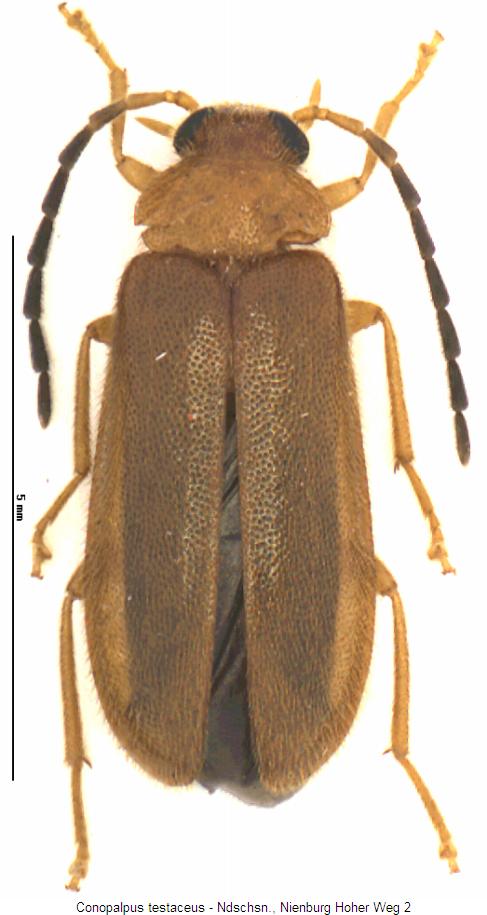 conopalpus_testaceus_hab.jpg