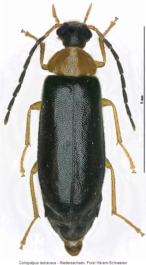 conopalpus_testaceus_hab2.jpg