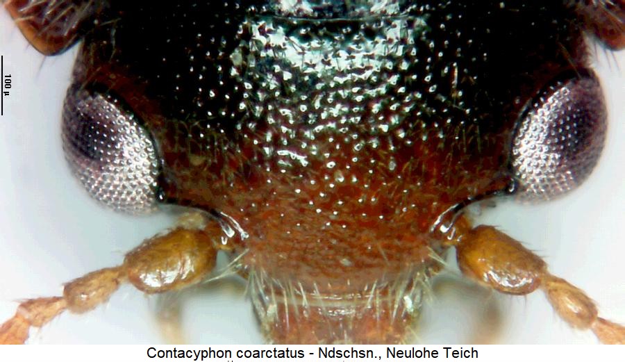 contacyphon_coarctatus_k.jpg