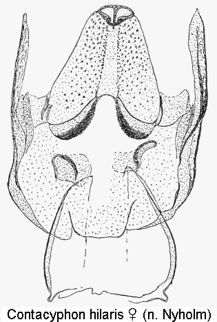 contacyphon_hilaris_sperm.gif