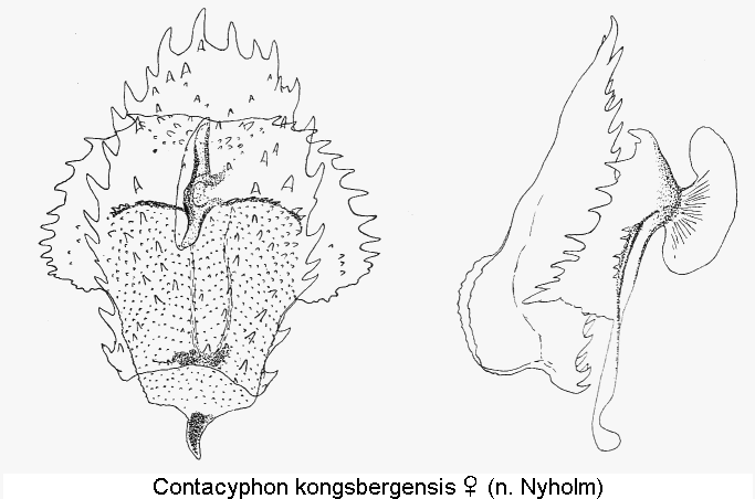 contacyphon_kongsbergensis_sperm.gif
