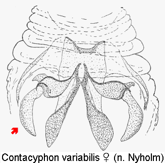 contacyphon_variabilis_sperm.gif
