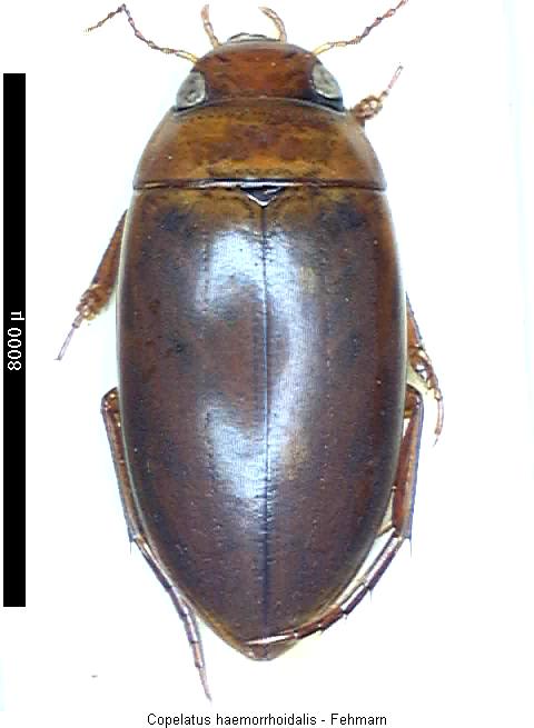 copelatus_haemorrhoidalis_hab.jpg