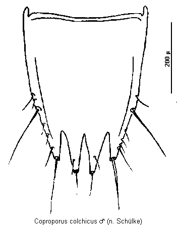 coproporus_colchicus_tergitviii.gif