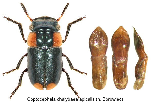 coptocephala_chalybaea_apicalis.jpg